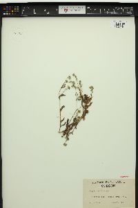 Cryptantha hendersonii image