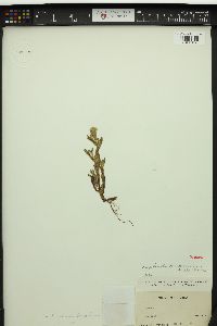 Cryptantha hendersonii image