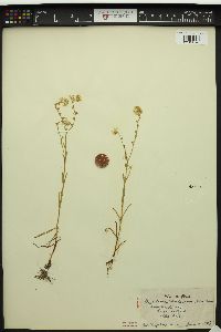 Cryptantha hendersonii image