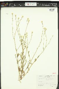 Cryptantha hendersonii image