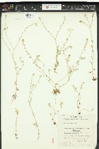 Cryptantha hendersonii image