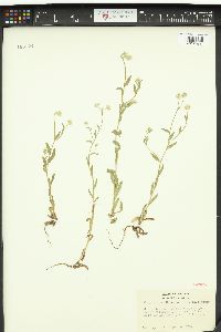 Cryptantha hendersonii image