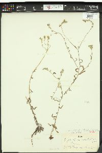 Cryptantha hendersonii image