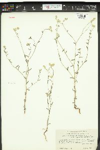 Cryptantha hendersonii image