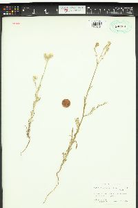 Cryptantha intermedia image