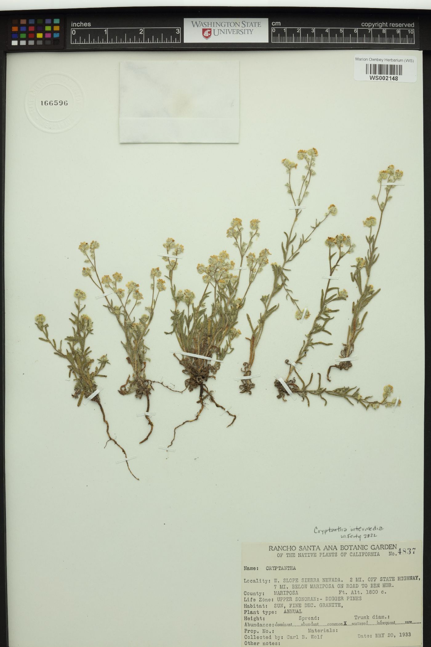 Cryptantha intermedia image