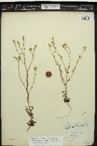 Cryptantha hendersonii image