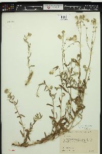 Cryptantha hendersonii image