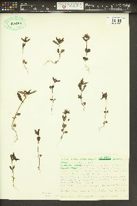 Collinsia parviflora image