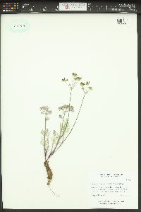 Lomatium gormanii image