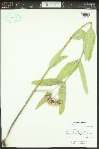 Asclepias speciosa image