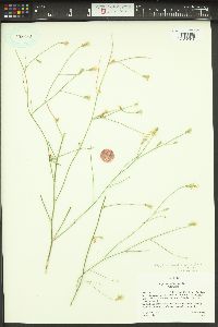 Stephanomeria pauciflora image