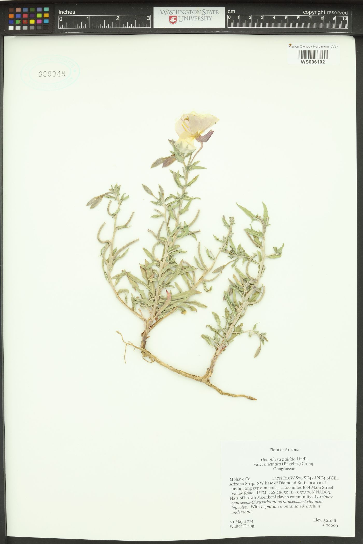 Oenothera pallida subsp. runcinata image