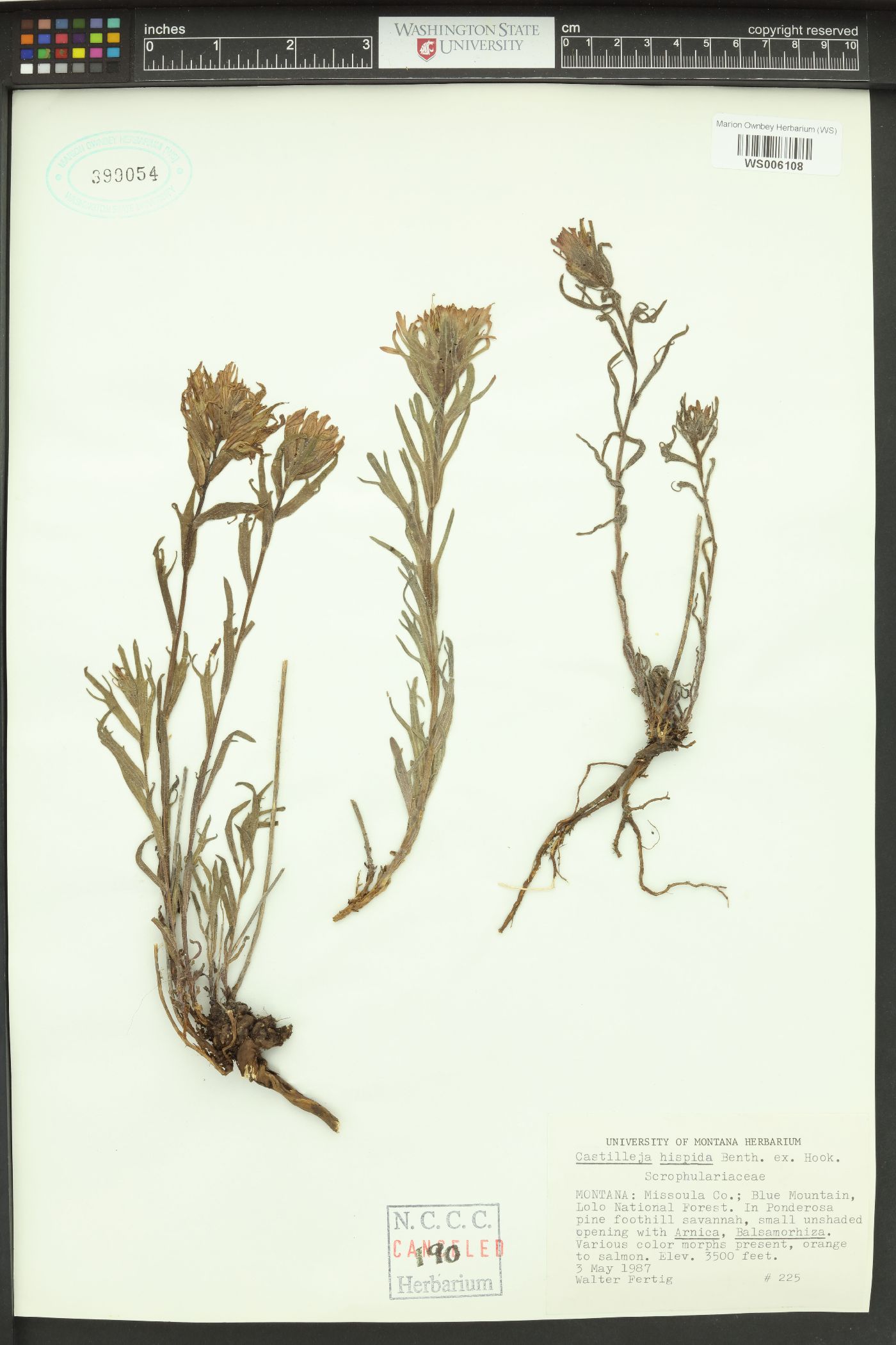 Castilleja hispida var. acuta image