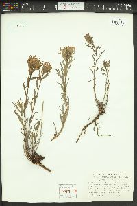 Castilleja hispida var. acuta image