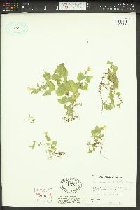 Erythranthe moschata image