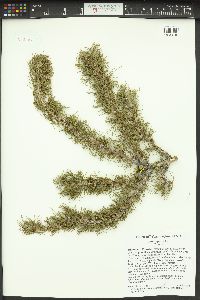 Larix lyallii image