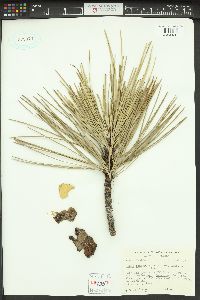 Pinus ponderosa image