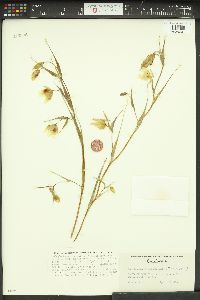 Calochortus albus image