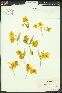 Calochortus amabilis image