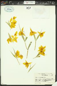 Calochortus amabilis image