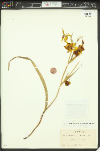 Calochortus amabilis image