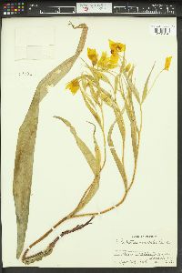 Calochortus amabilis image