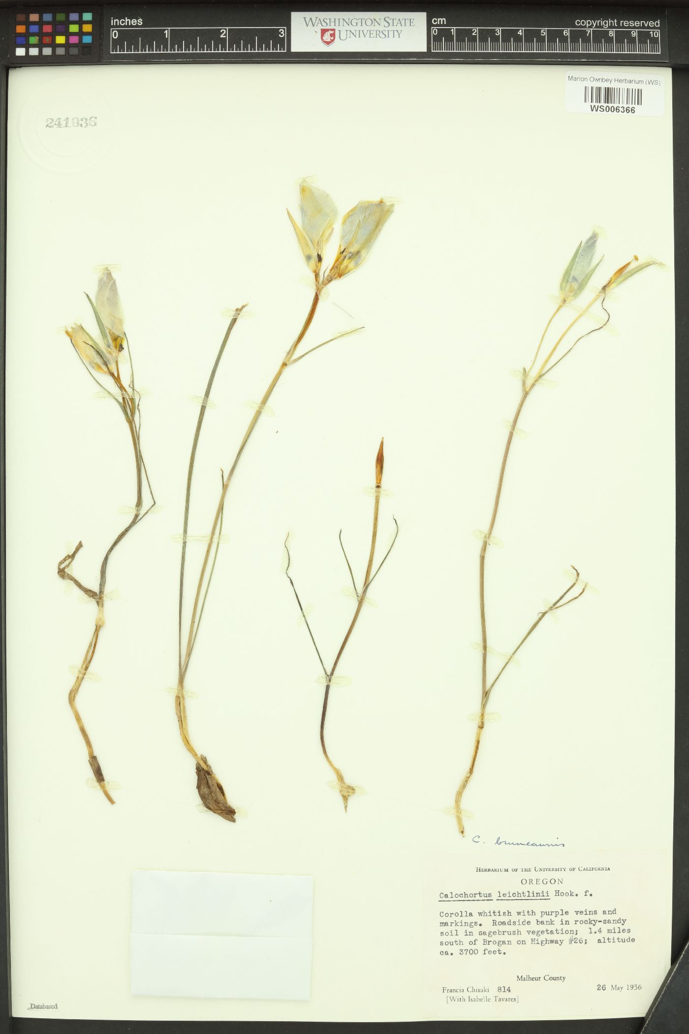 Calochortus bruneaunis image