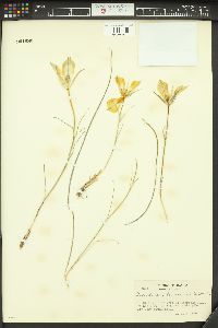 Calochortus bruneaunis image