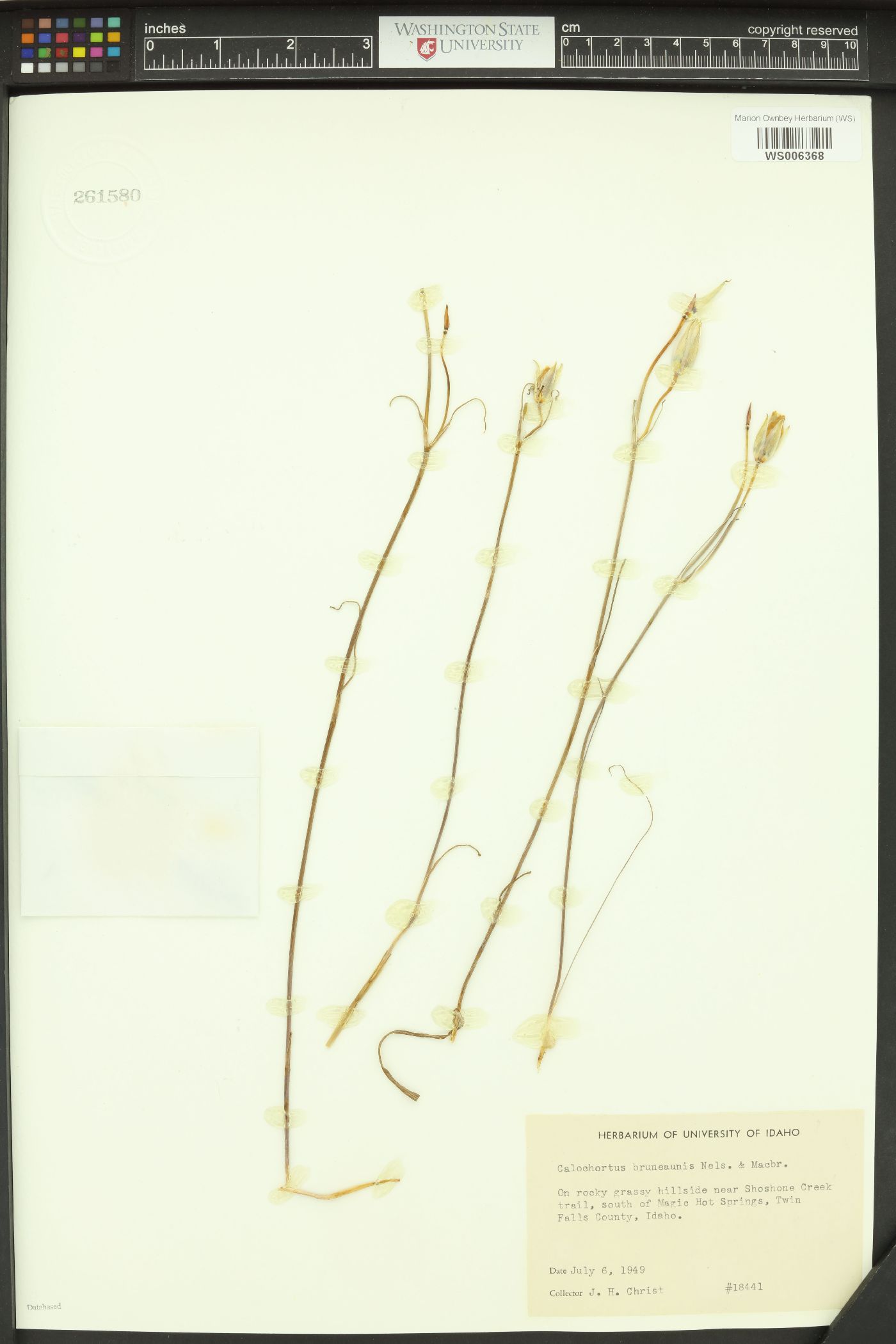 Calochortus bruneaunis image