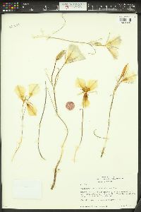 Calochortus bruneaunis image