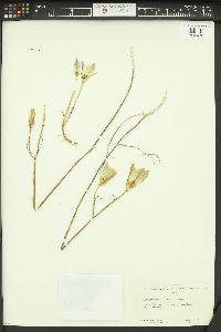 Calochortus bruneaunis image