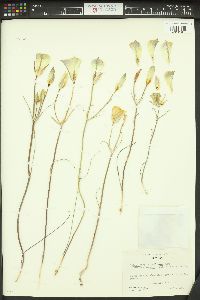 Calochortus nuttallii image