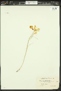 Calochortus nuttallii image