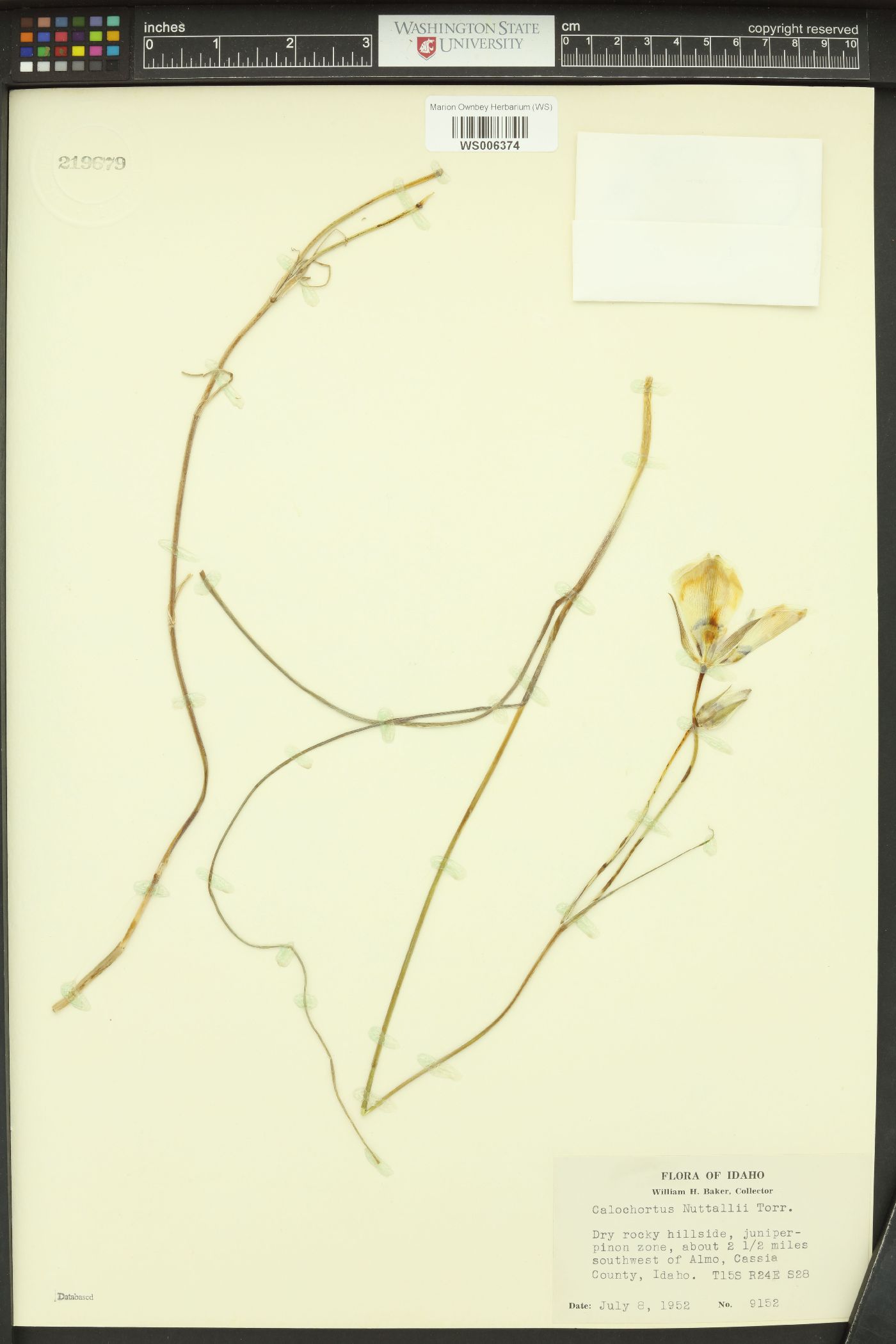 Calochortus bruneaunis image