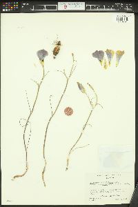 Calochortus nuttallii image