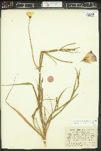 Calochortus catalinae image