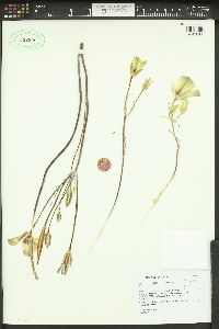 Calochortus bruneaunis image