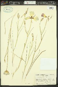 Calochortus catalinae image