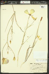 Calochortus catalinae image