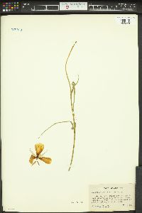 Calochortus catalinae image