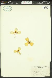 Calochortus catalinae image