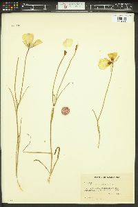 Calochortus catalinae image