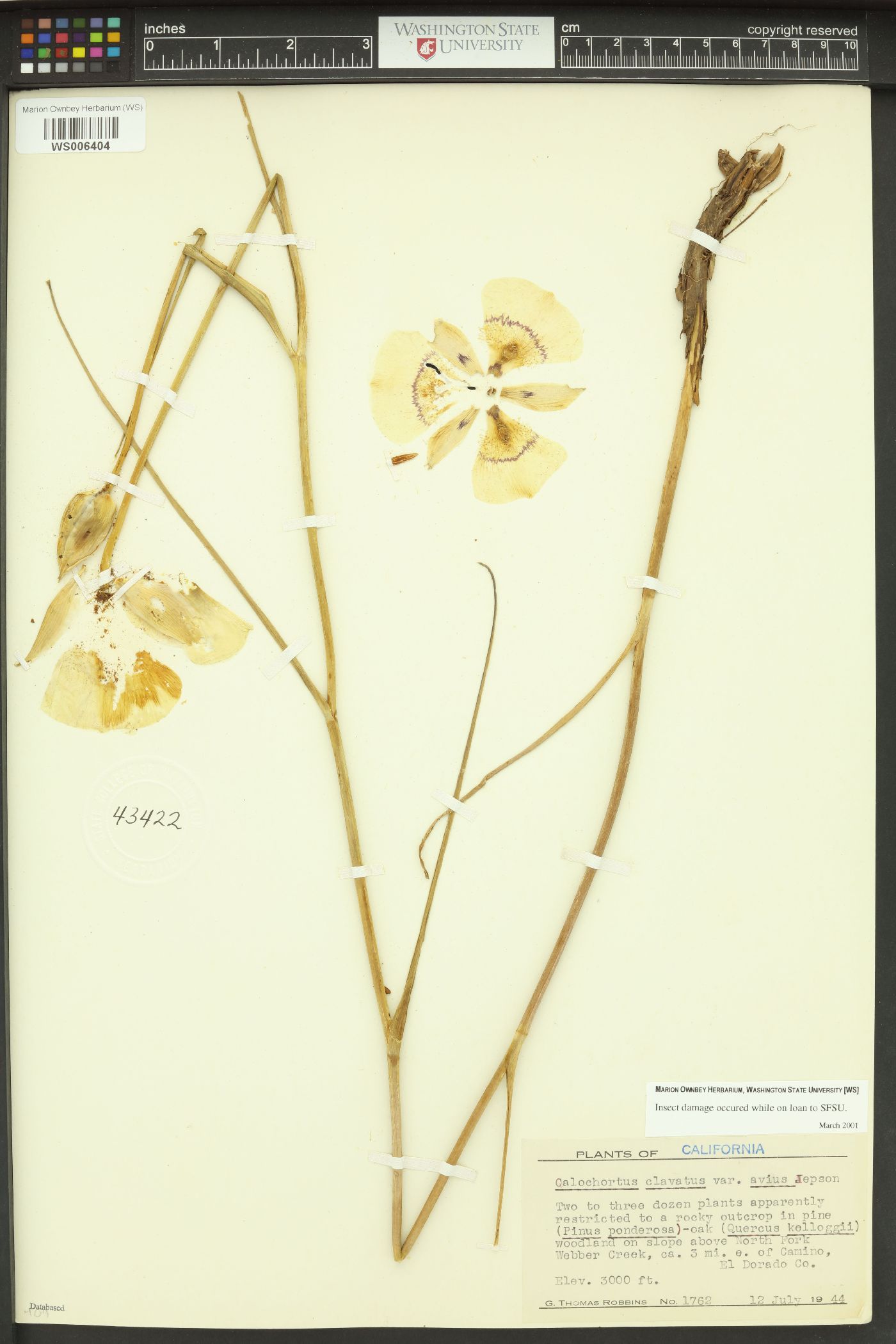 Calochortus clavatus var. avius image