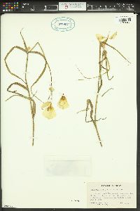 Calochortus clavatus image