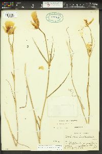 Calochortus clavatus image