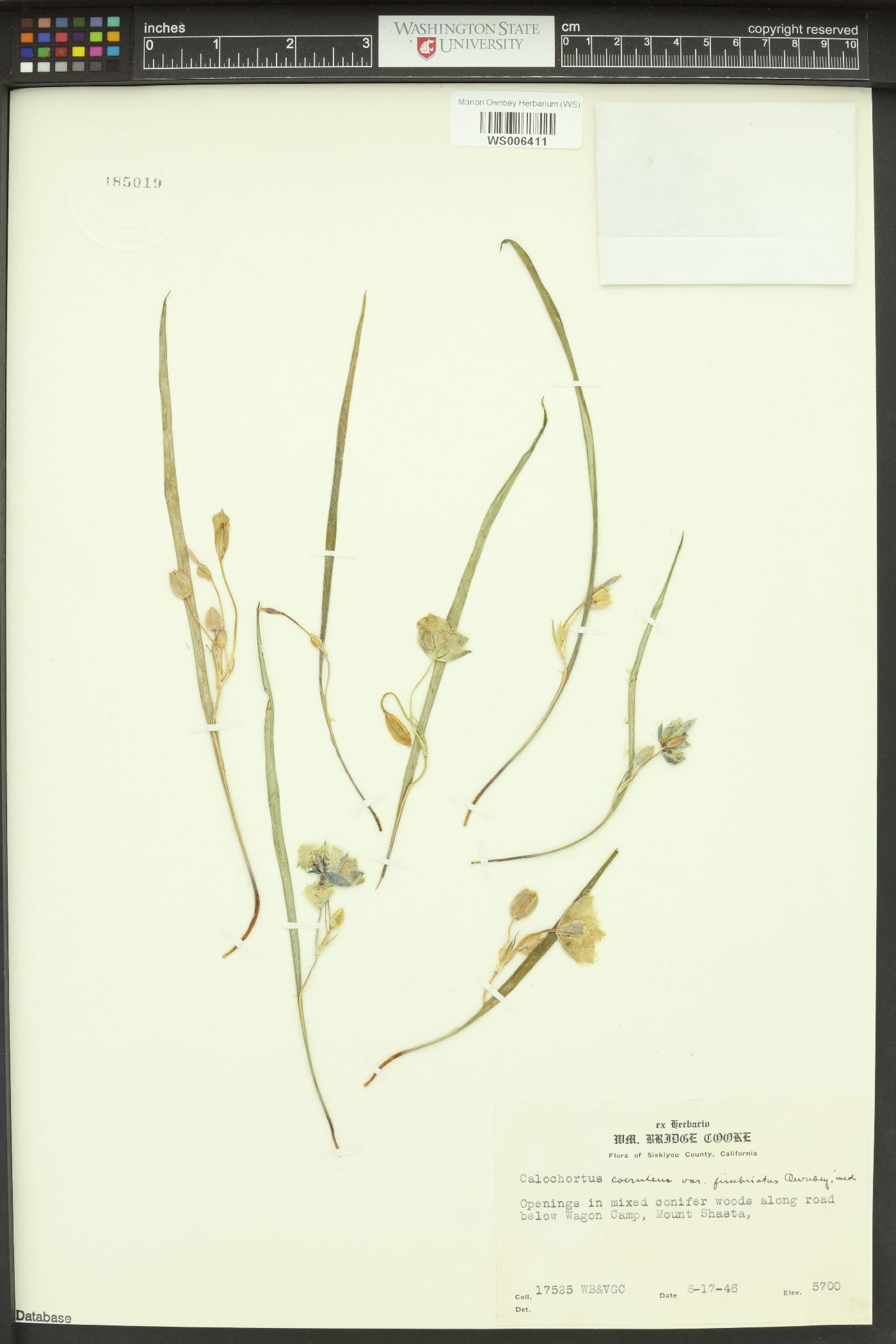 Calochortus coeruleus var. fimbriatus image