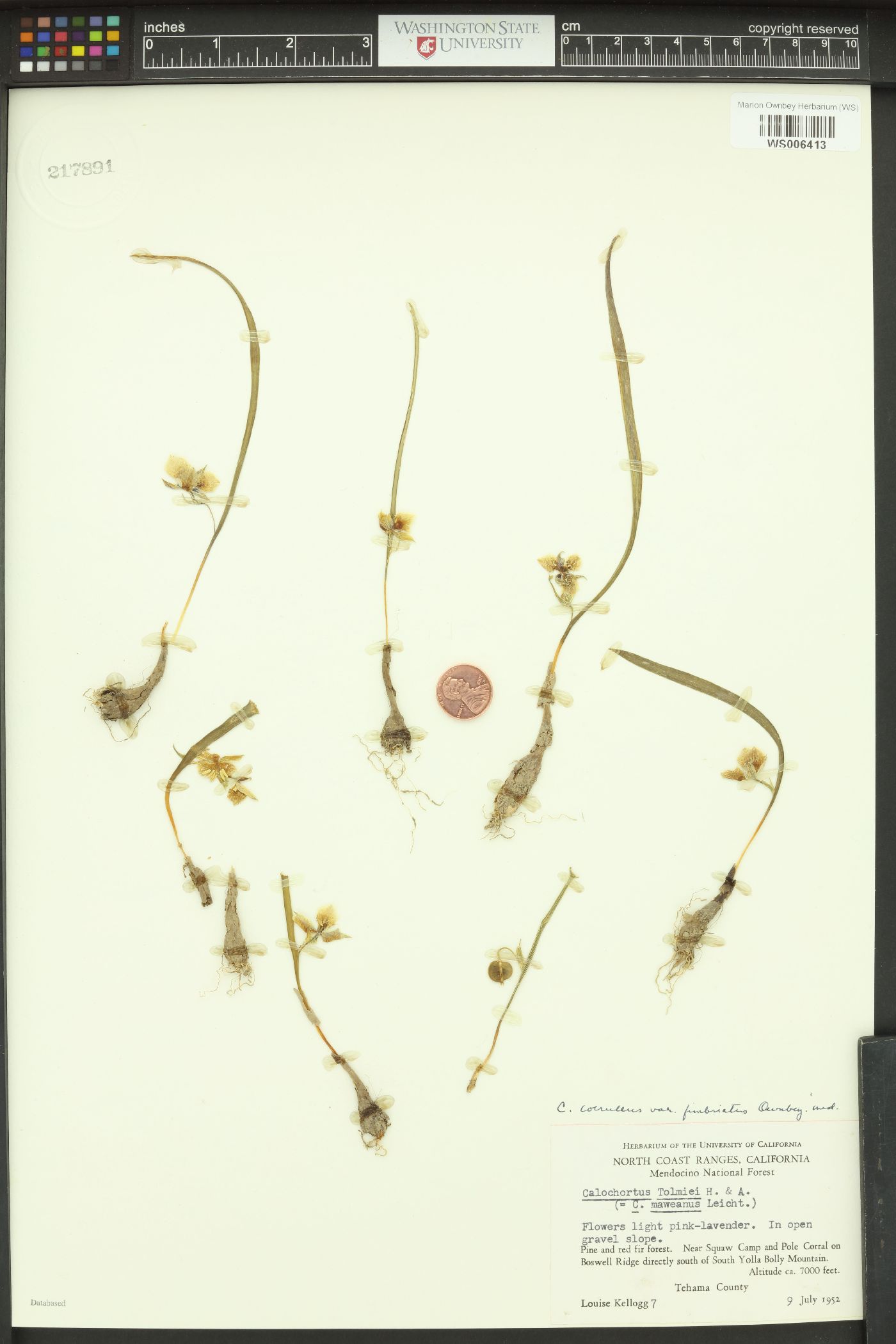 Calochortus coeruleus var. fimbriatus image