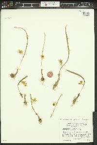 Calochortus coeruleus image