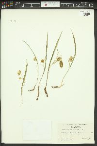 Calochortus coeruleus image